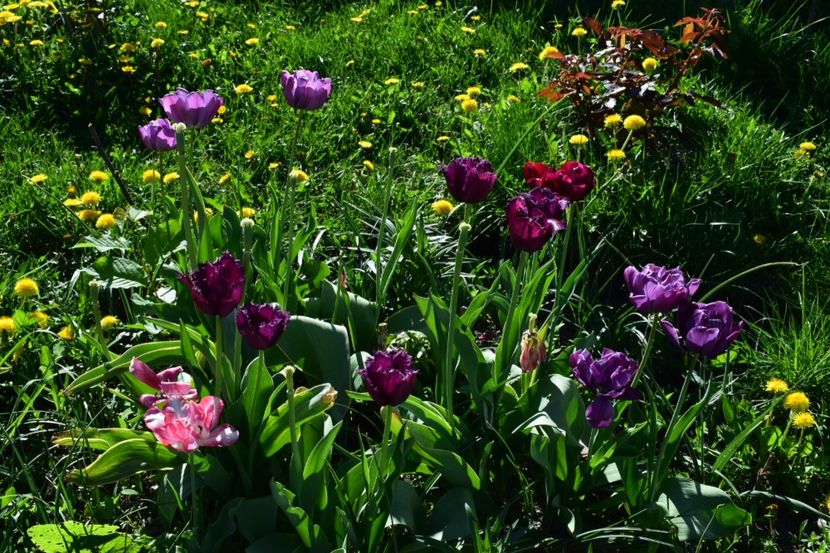  - Simfonia Lalelelor 2018