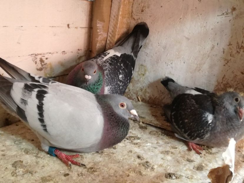  - 2018-Prima serie de pui