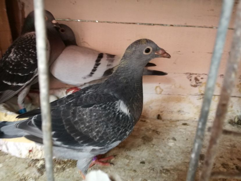  - 2018-Prima serie de pui