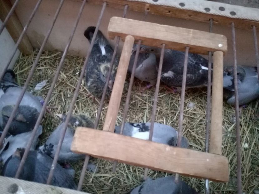  - 2018-Prima serie de pui