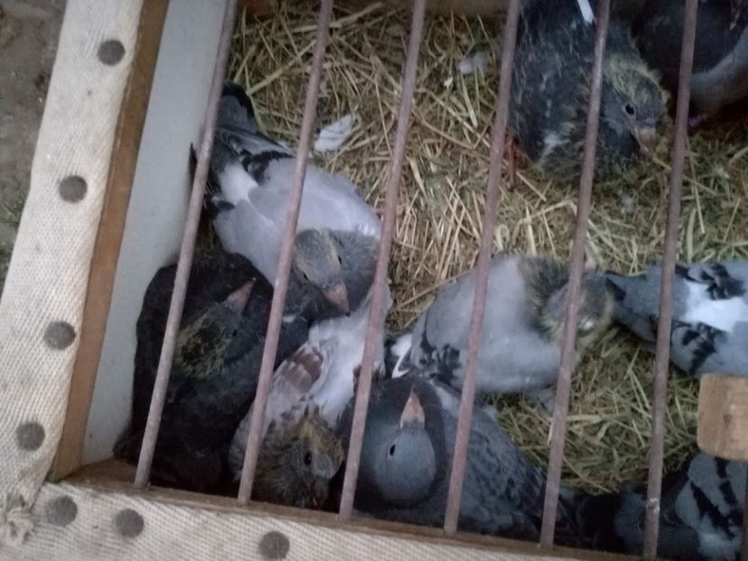  - 2018-Prima serie de pui