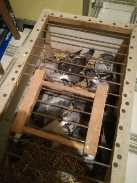  - 2018-Prima serie de pui