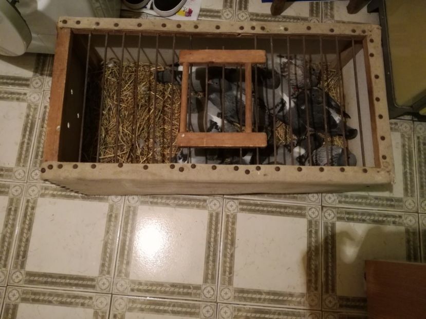  - 2018-Prima serie de pui