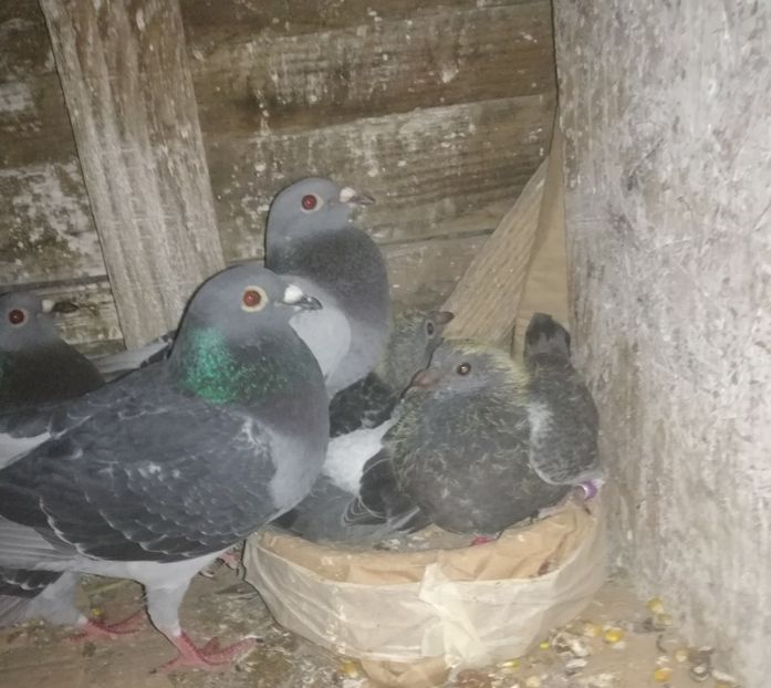  - 2018-Prima serie de pui