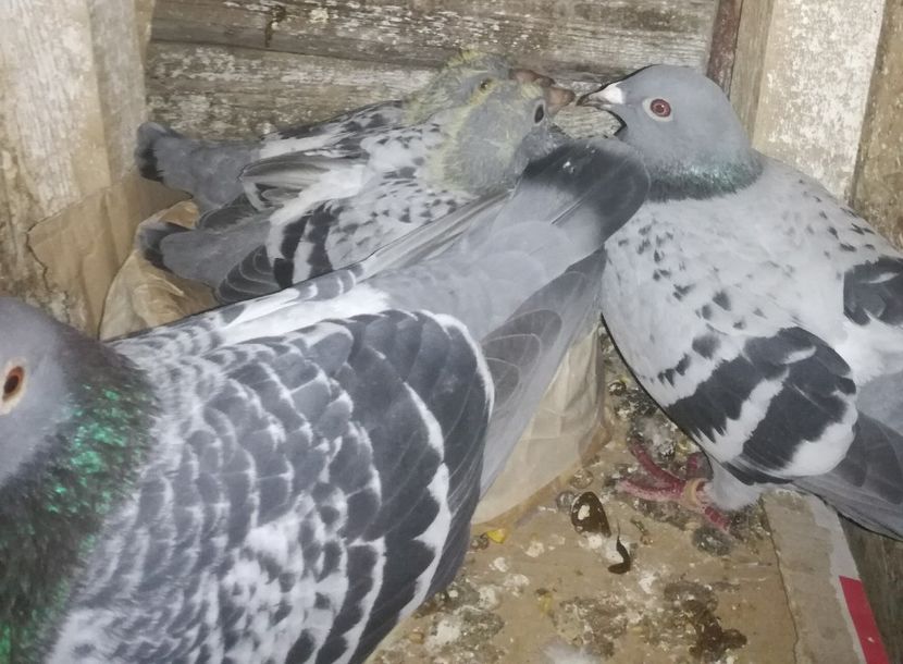  - 2018-Prima serie de pui