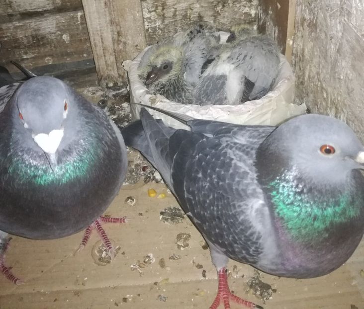  - 2018-Prima serie de pui