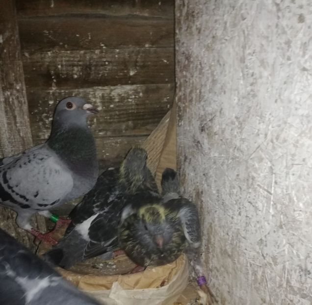  - 2018-Prima serie de pui