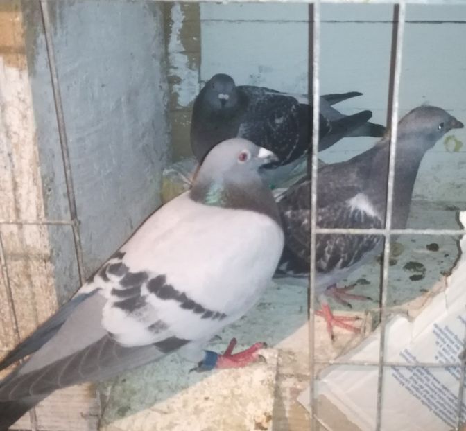  - 2018-Prima serie de pui