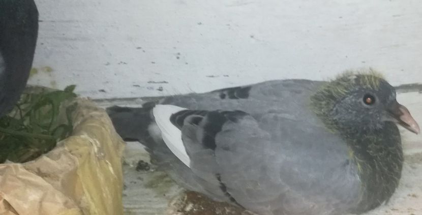  - 2018-Prima serie de pui