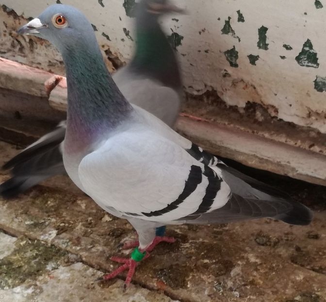  - 2018-Prima serie de pui