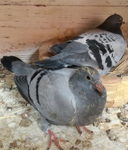  - 2018-Prima serie de pui