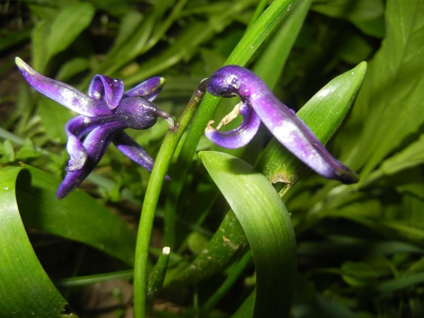 2017, April 10 - ZAMBILE_Hyacinths