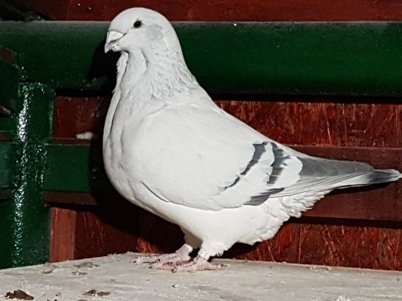 F-2015-4384 - 0-VRdF-2018