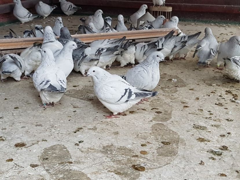 La masa!!! - 0-VRdF-2018