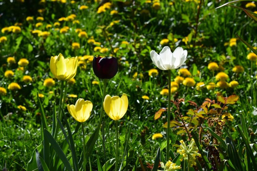  - Simfonia Lalelelor 2018