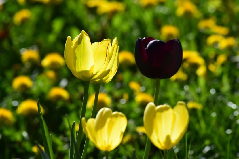  - Simfonia Lalelelor 2018