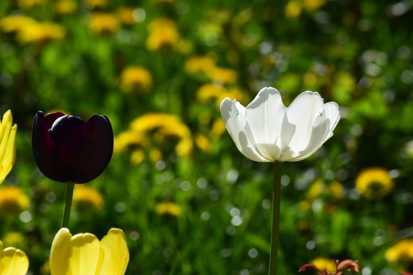  - Simfonia Lalelelor 2018