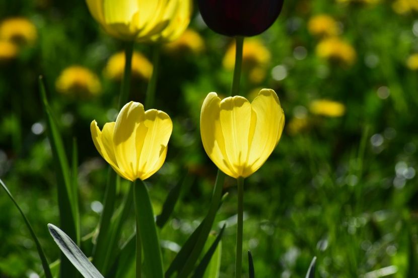  - Simfonia Lalelelor 2018