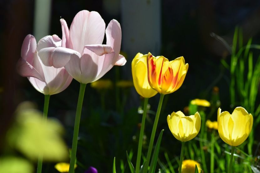  - Simfonia Lalelelor 2018