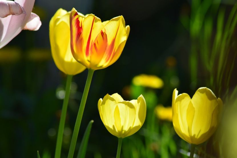  - Simfonia Lalelelor 2018