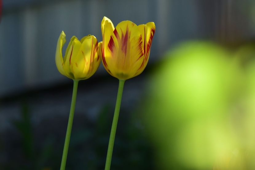  - Simfonia Lalelelor 2018