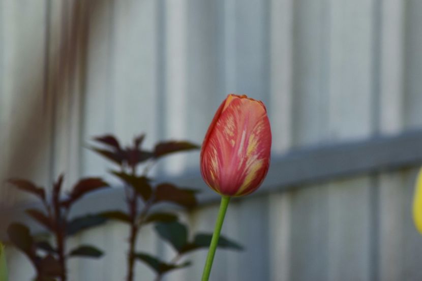  - Simfonia Lalelelor 2018