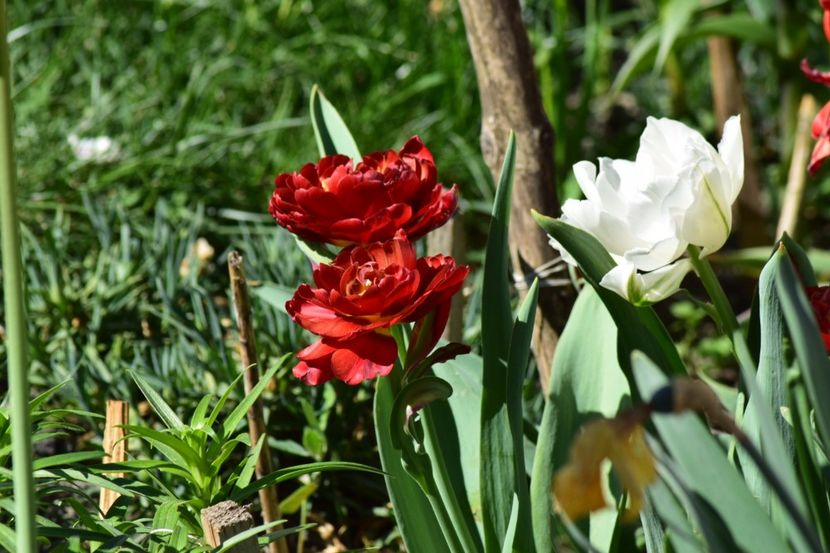  - Simfonia Lalelelor 2018