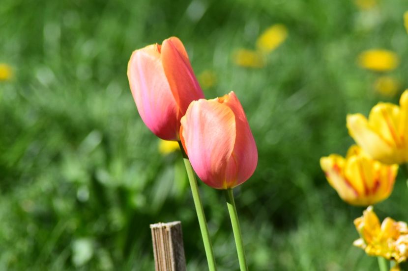  - Simfonia Lalelelor 2018