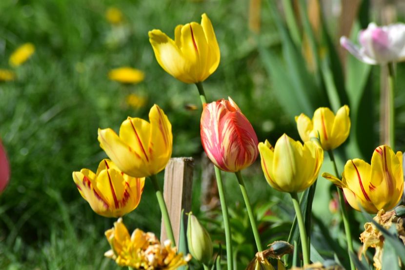  - Simfonia Lalelelor 2018