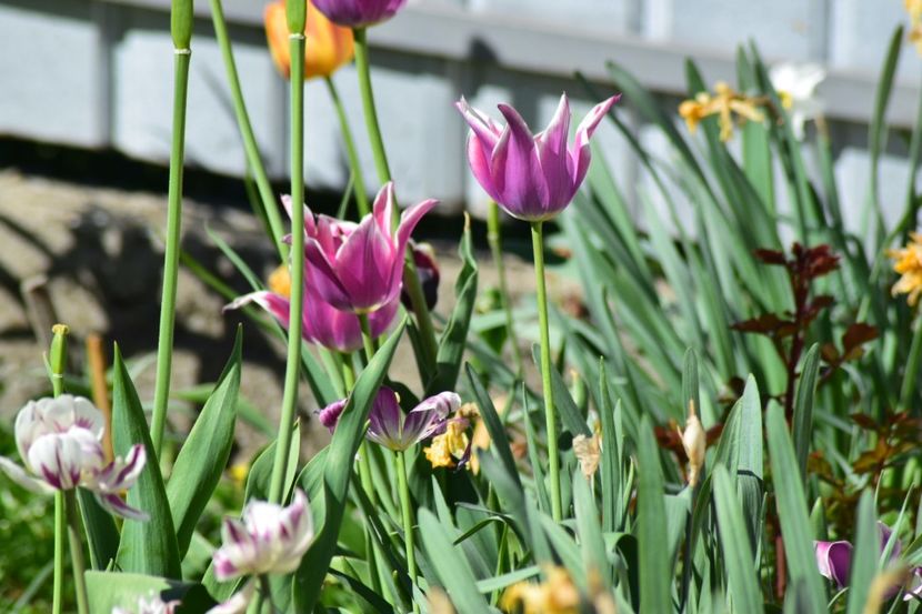  - Simfonia Lalelelor 2018