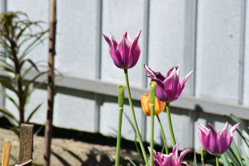  - Simfonia Lalelelor 2018