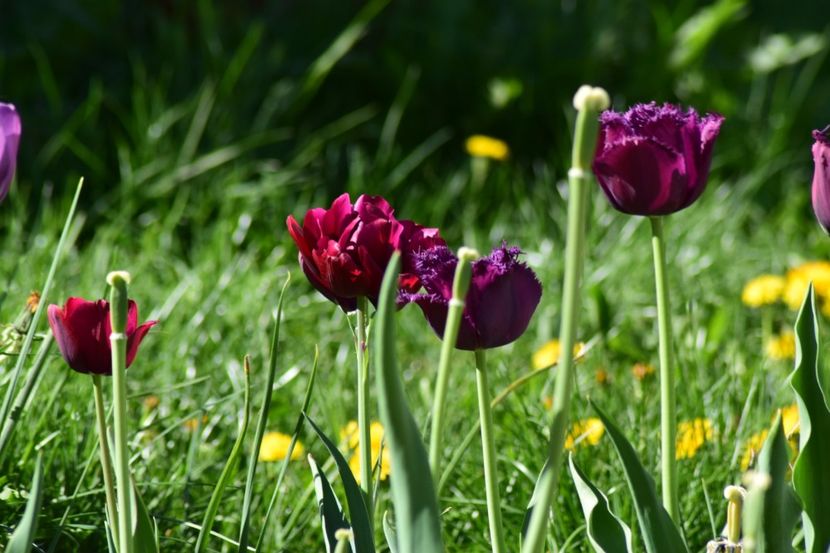  - Simfonia Lalelelor 2018