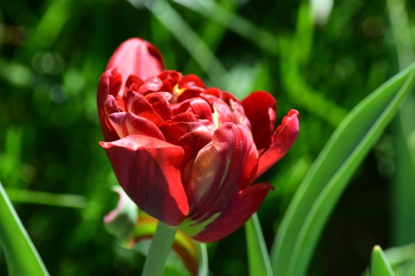  - Simfonia Lalelelor 2018