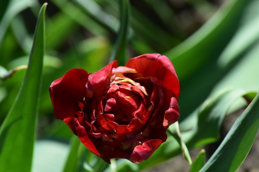  - Simfonia Lalelelor 2018