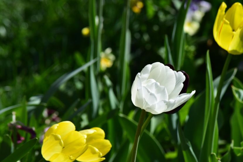  - Simfonia Lalelelor 2018