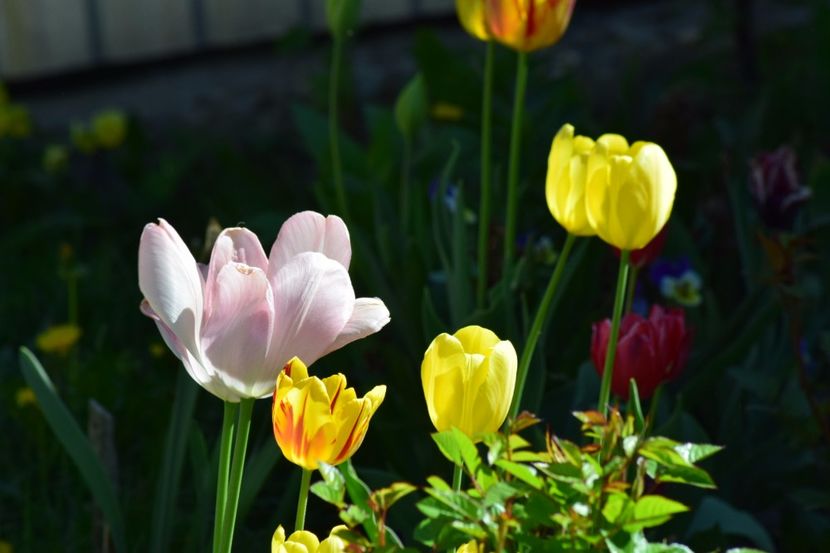  - Simfonia Lalelelor 2018