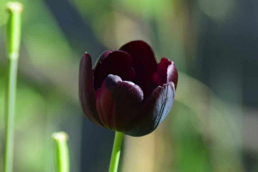  - Simfonia Lalelelor 2018