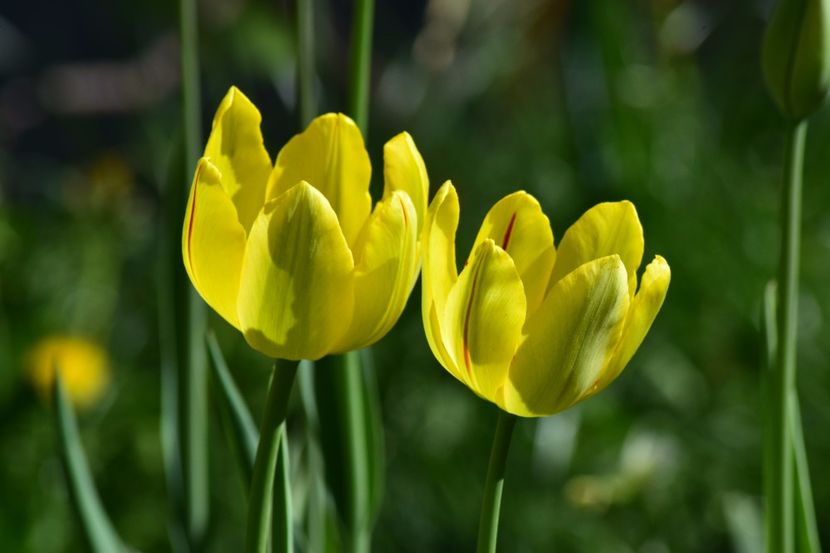  - Simfonia Lalelelor 2018