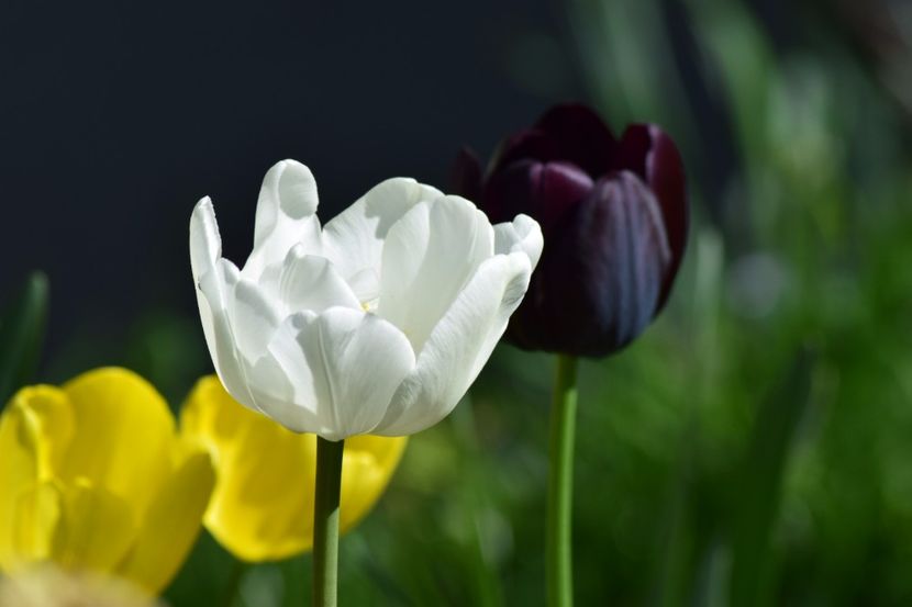  - Simfonia Lalelelor 2018