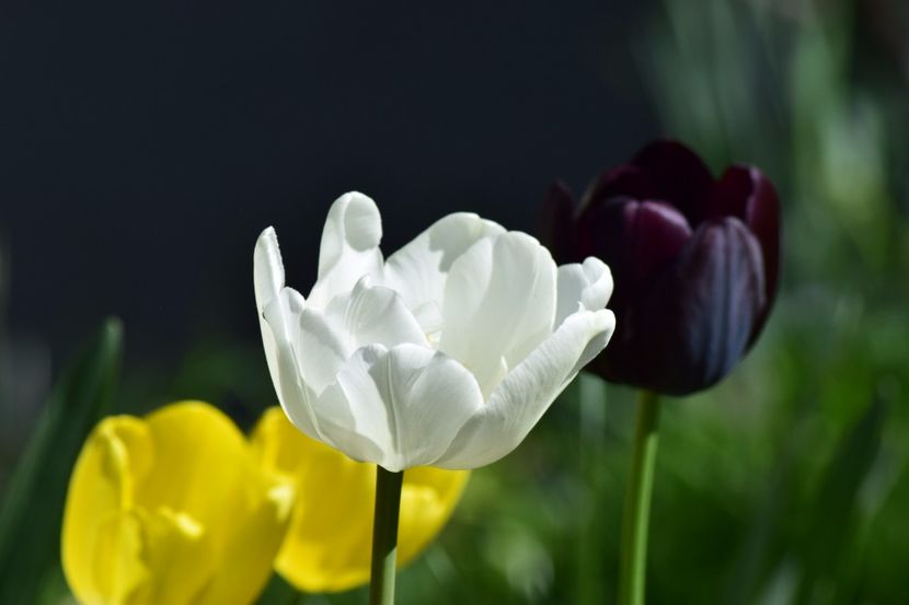  - Simfonia Lalelelor 2018