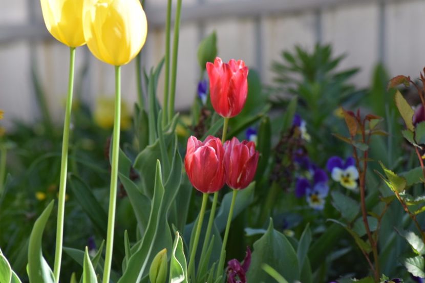  - Simfonia Lalelelor 2018