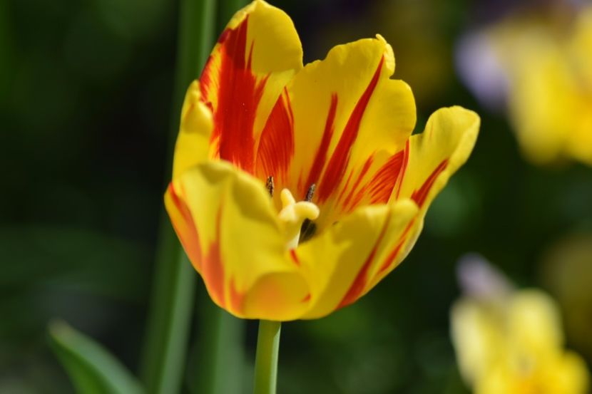  - Simfonia Lalelelor 2018