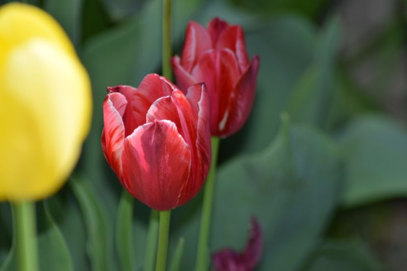  - Simfonia Lalelelor 2018