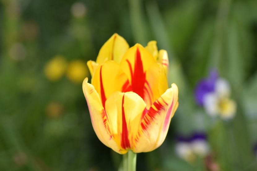  - Simfonia Lalelelor 2018