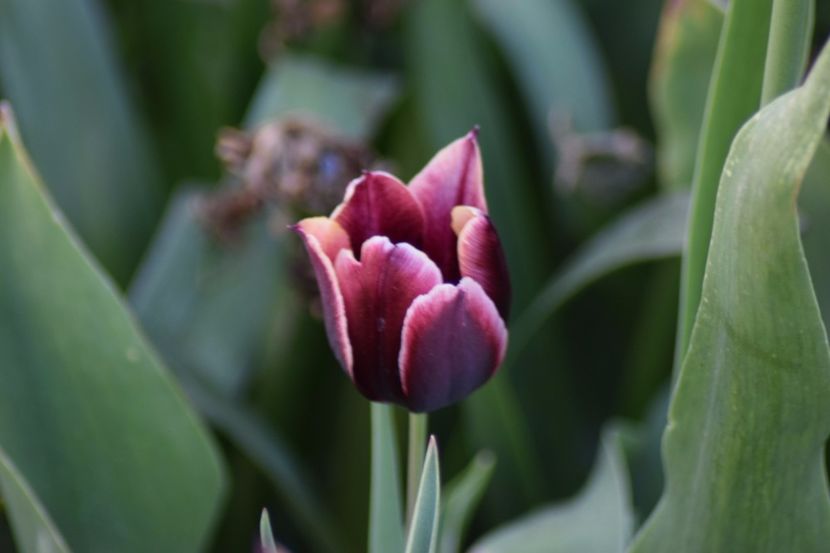  - Simfonia Lalelelor 2018