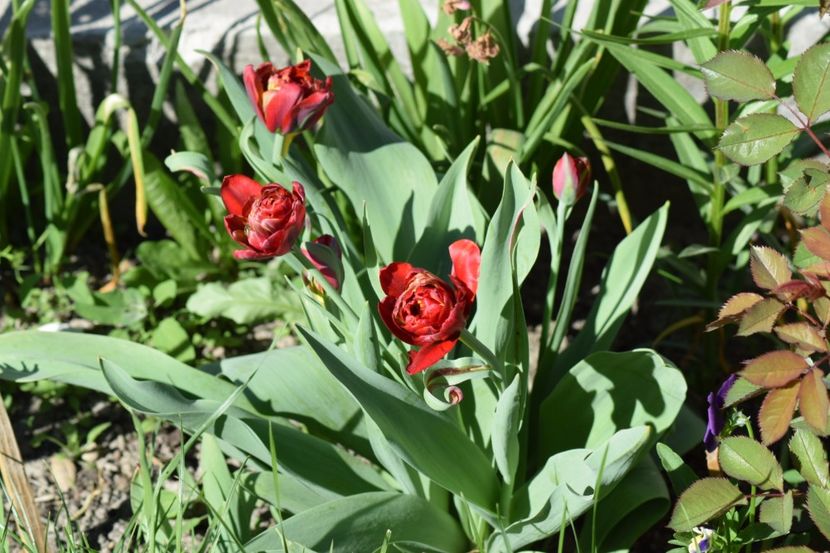  - Simfonia Lalelelor 2018