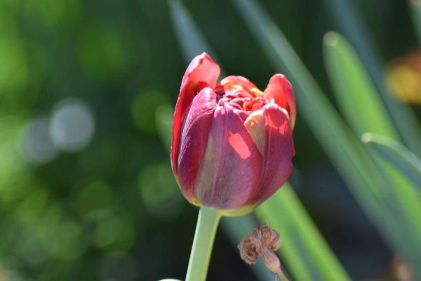  - Simfonia Lalelelor 2018