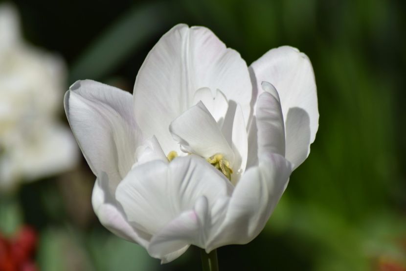  - Simfonia Lalelelor 2018