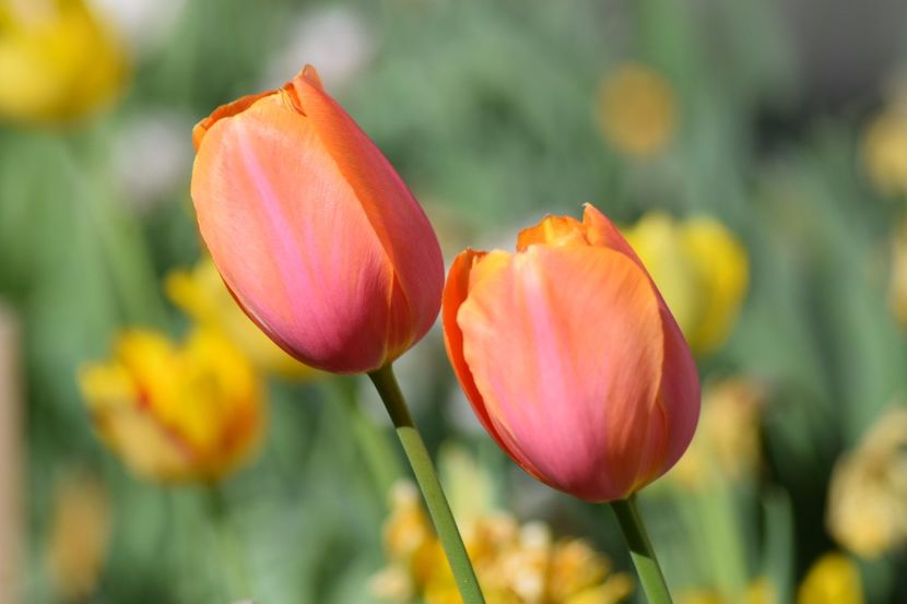  - Simfonia Lalelelor 2018