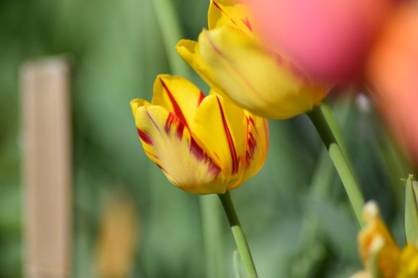  - Simfonia Lalelelor 2018